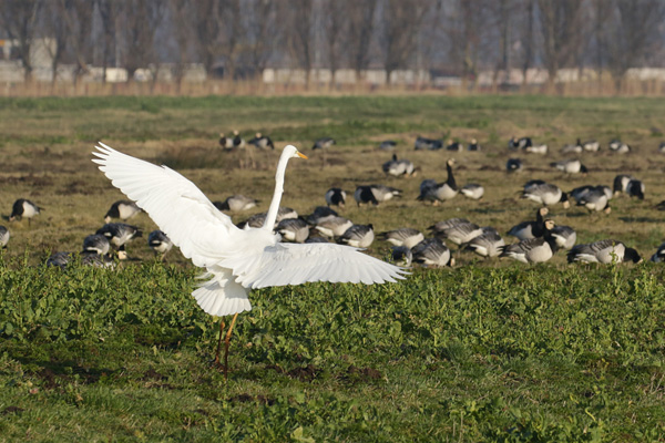 Grote Zilverreiger